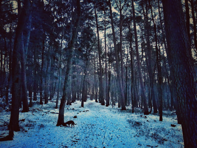 Eissendorfer Forst im Winter